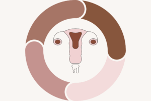 Illustration der Gebärmutter mit Zervixschleim, umgeben von einem Kreis in vier Farbsegmenten als Symbol für den Menstruationszyklus